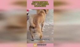 色狗在线观看视频,一场视觉与心理的双重冒险