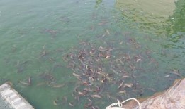 如何杀泥鳅视频教程,视频教程教你如何高效杀泥鳅