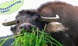 老牛吃嫩草视频10分钟,一段跨越年龄的爱情故事