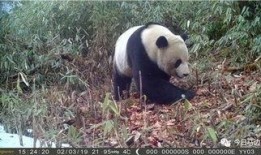 野生大熊猫视频,自然界的“国宝”瞬间