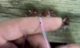 清风雀羽视频全集,穿越时空的奇幻之旅