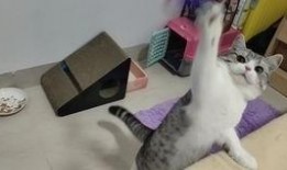 肥猫点烟视频,烟圈里的萌态！