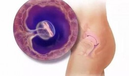 怀孕二十周胎儿视频,见证生命奇迹的温馨瞬间