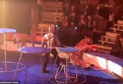 老虎的视频表演,揭秘老虎的精彩视频表演瞬间