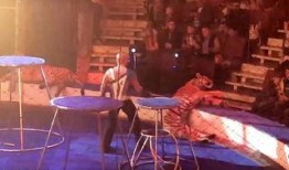 老虎的视频表演,揭秘老虎的精彩视频表演瞬间