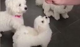 打小狗崽视频,打小狗崽视频引发社会关注