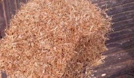 寒夜草粉视频,揭秘神秘植物的力量与奥秘