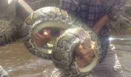 蛇打架视频,一场惊心动魄的蛇打架视频揭秘