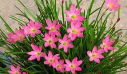 韭菜莲修剪视频,视频教程详解