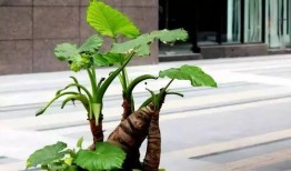 滴水观音分株视频,轻松掌握植物繁殖新技能