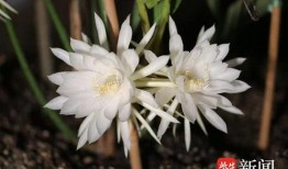 昙花的视频,揭秘神奇花季的瞬间绽放