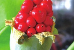 滴水观音分株视频,轻松掌握植物繁殖新技能