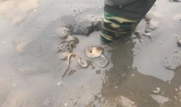 赶海视频小斗,探寻海洋宝藏的欢乐时光