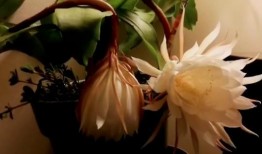 昙花的视频,揭秘神奇花季的瞬间绽放