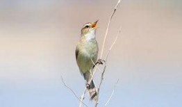 黑眉鸟视频,自然之美与生态奥秘的视觉盛宴