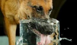 狗舔水视频网站,萌态百出，萌化你的心！