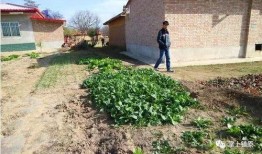 镇原平泉白事视频,一场传统仪式的现代演绎