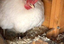 55母鸡下蛋视频,揭秘高效产蛋的秘密