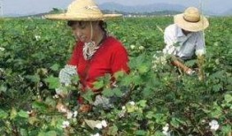 机器摘棉花视频