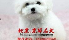 比熊视频叫声,揭秘它们的欢快叫声之谜