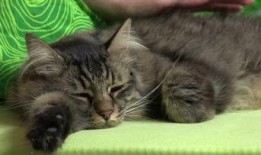 老舍猫教学视频,揭秘经典名著中的可爱猫咪