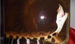 活毒蛇泡酒视频,惊险刺激的民间传统酿造过程揭秘