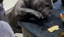 牛撞人搞笑配音视频