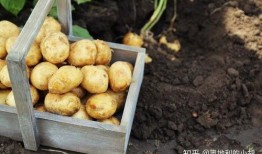 老版土豆视频大全,经典回忆，重温时光流转中的精彩瞬间