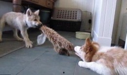 打小狗崽视频,打小狗崽视频引发社会关注