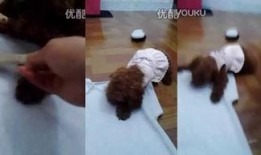 喝女王的尿液视频,女王尿液饮品背后的惊人真相