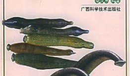 人工养殖蚂蝗视频,从孵化到收获