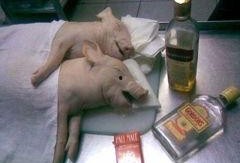 男人窝视频,揭秘男性生活百态，带你领略真实男性世界