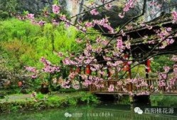 桃花源在线视频