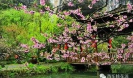 桃花源在线视频