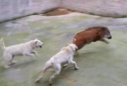 短毛下司犬咬野猪视频