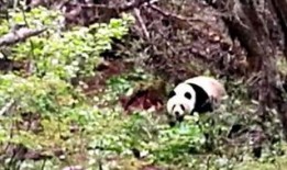 野生大熊猫视频,自然界的“国宝”瞬间