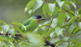 黑眉鸟视频,自然之美与生态奥秘的视觉盛宴