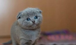 老舍猫教学视频,揭秘经典名著中的可爱猫咪