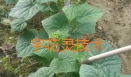 黄瓜视频则么开,揭秘短视频平台的魅力与机遇