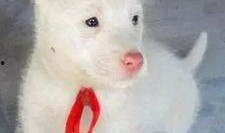 短毛下司犬咬野猪视频