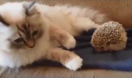 肥猫点烟视频,烟圈里的萌态！