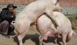 猪与猪配种视频,猪配种视频揭秘爱情瞬间