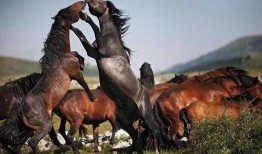 公马与母驴交配视频,自然繁衍的奇妙瞬间