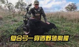 复合弓狩猎视频,精准射击与古老传统的现代演绎