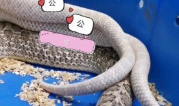 猪与猪配种视频,猪配种视频揭秘爱情瞬间