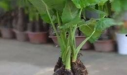 滴水观音分株视频,轻松掌握植物繁殖新技能