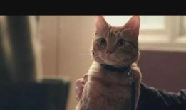 老舍猫教学视频,揭秘经典名著中的可爱猫咪