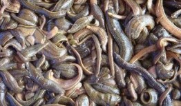 人工养殖蚂蝗视频,从孵化到收获