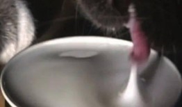 狗舔水视频网站,萌态百出，萌化你的心！