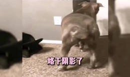 牛撞人搞笑配音视频